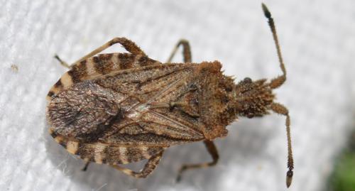 Réf. 325 343 : Arenocoris waltlii